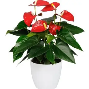 Anthurium Dakota Flores Rojas Maceta Ceramica