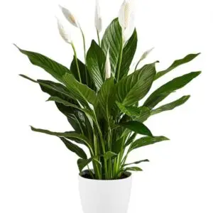 Spathiphyllum, Con Maceta de Cerámica (Lirio de la Paz)