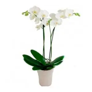 Orquídea Phalaenopsis Con Maceta de Ceramica